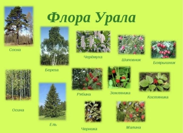Деревья в лесу названия