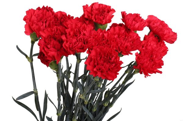 Гвоздики цветы