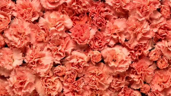 Гвоздика (Dianthus) шоугёрл