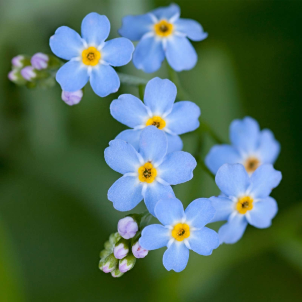 Незабудка Лесная Myosotis sylvatica