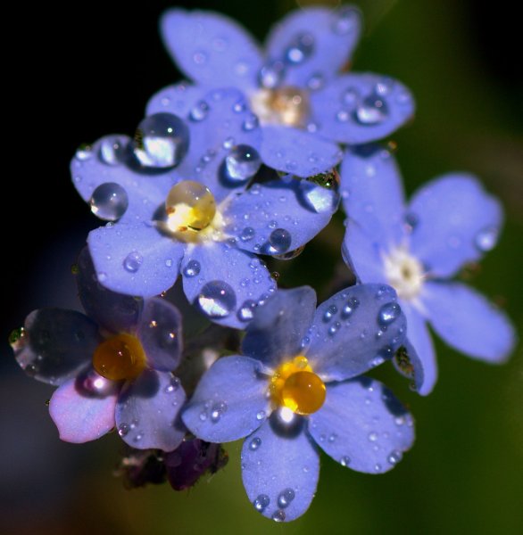 Незабудка Енисейская - Myosotis jenisseensis