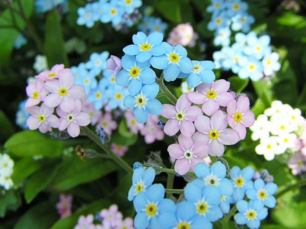 Незабудка Полевая (Myosotis arvensis)