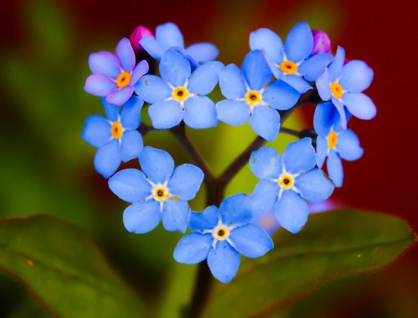 5 Картинки незабудки, Скачивайте бесплатные красивые фото незабудки — природа, цветок & растение