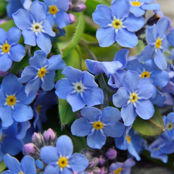 Незабудка Лесная Myosotis sylvatica