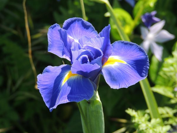 Ирис кроваво-красный (Iris sanguinea)