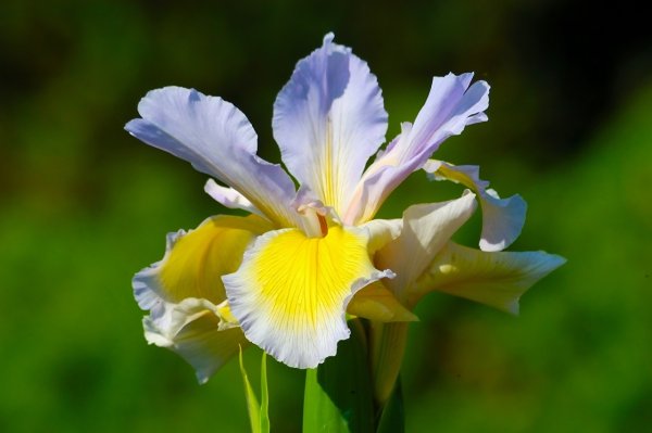 Iris (Ирис)