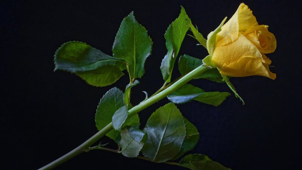 Роза стебель с листьями