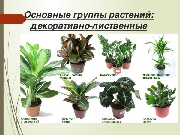 Название декоративных цветов