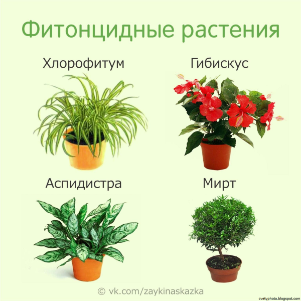 Рекомендуемый список комнатных растений