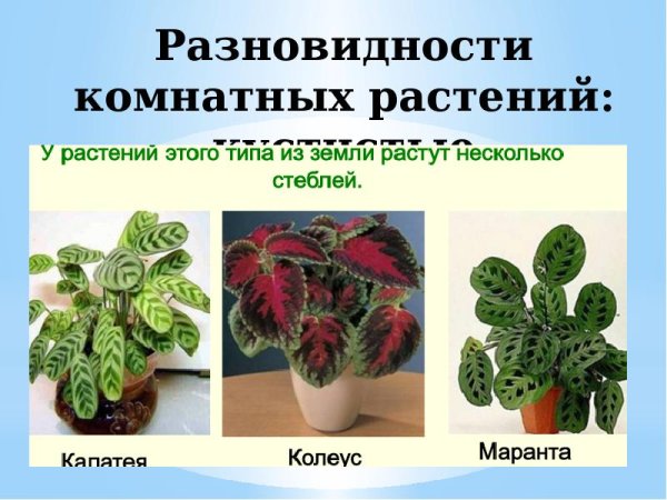 Кустистые комнатные растения