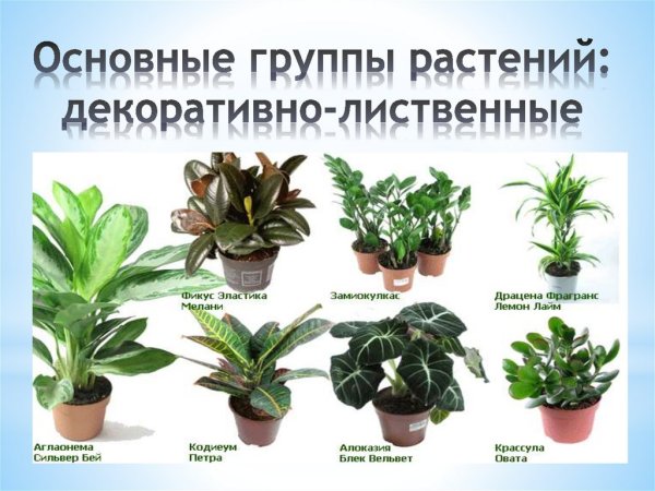 Комнатные растения названия