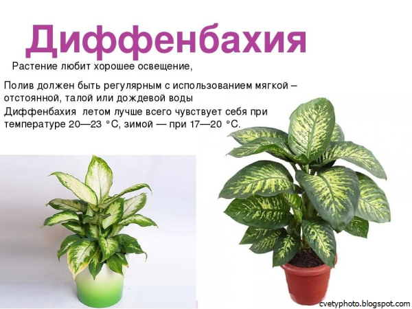 Родина Диффенбахия комнатного растения