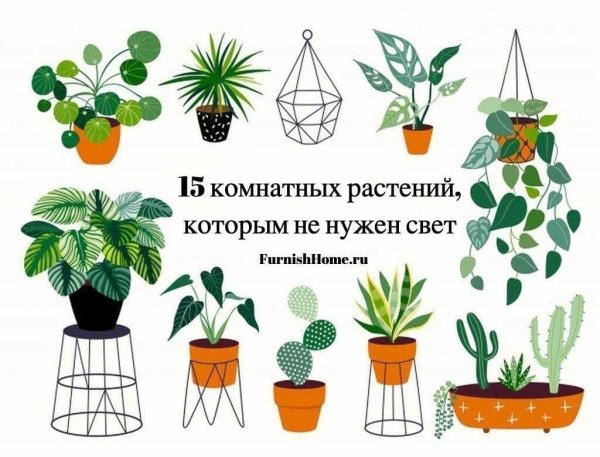 Неприхотливые комнатные растения и цветы