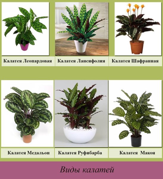 Калатея Кротон