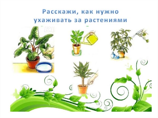 Схема ухода за растениями
