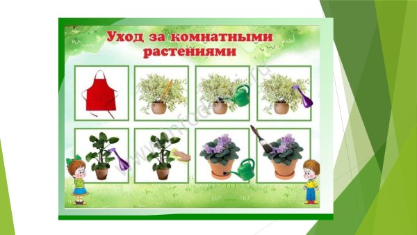 Растения в старшей группе