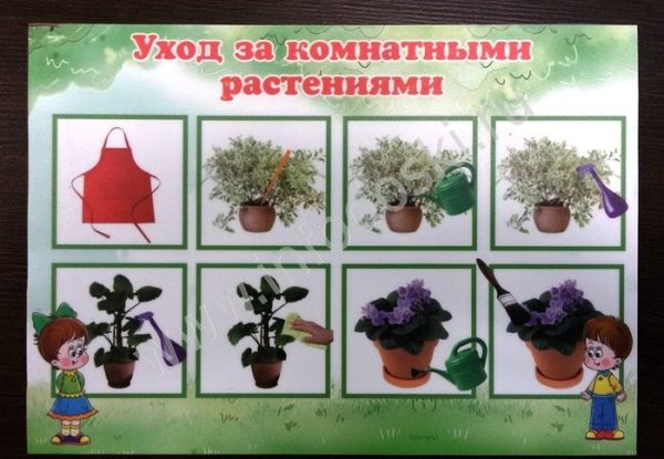 Алгоритм ухода за комнатными растениями