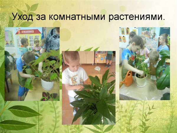 Уход за комнатными растениями