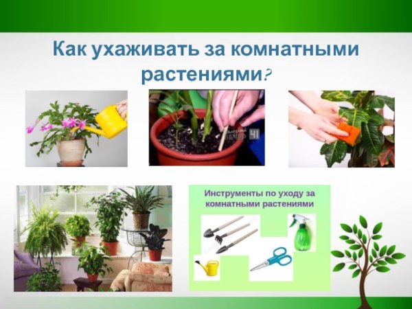 Порядок ухода за растениями