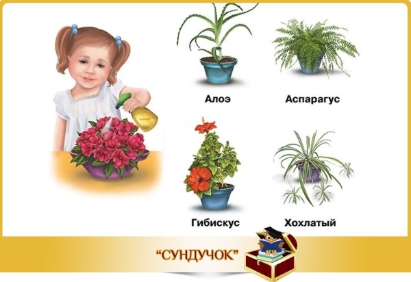 Детям о комнатных растениях в детском саду