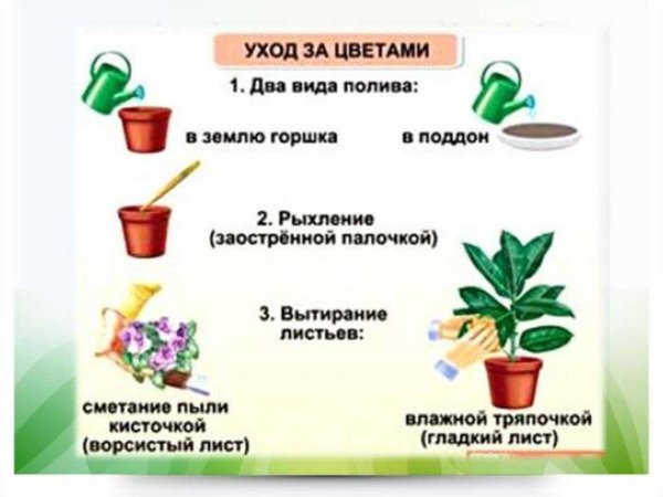 Строение комнатного растения