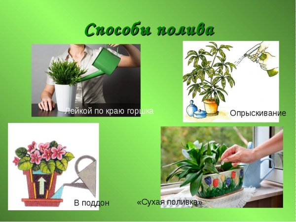 Способы полива комнатных растений