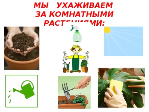 Уход за комнатными растениями в детском саду