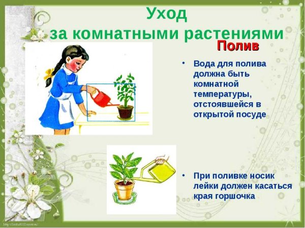 Как ухаживать за комнатными растениями