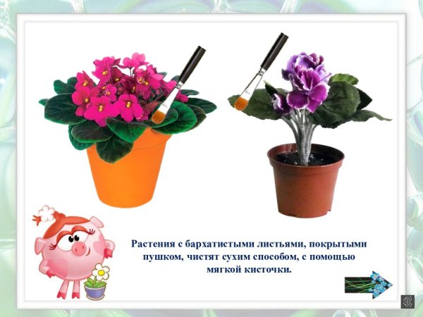 Комнатные цветы для детсада