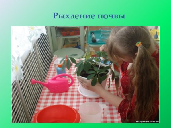 Рыхление почвы комнатных растений