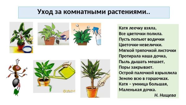 Уход заикомнатными растениями