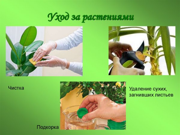 Способы ухода за растениями