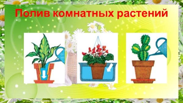Схема пол ва комнатных растений