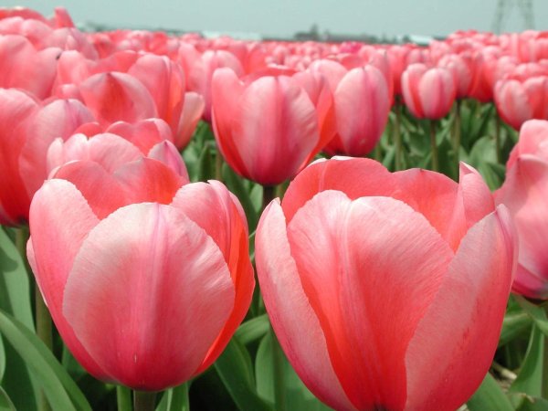 Тюльпан Tulipa