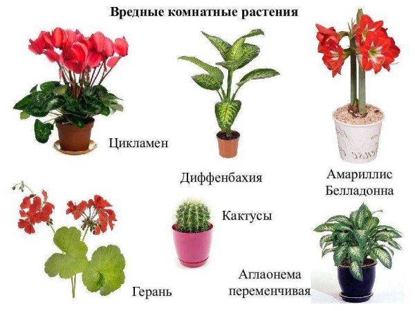 Комнатные цветы с названиями