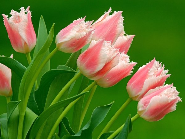 Фловерс Flowers цветы тюльпаны