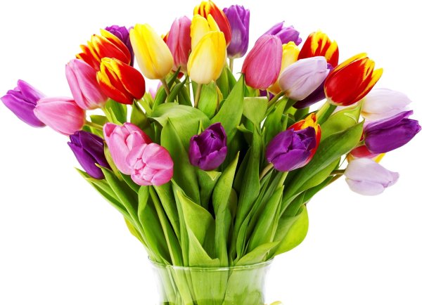 Dome тюльпаны (Tulips) 031003