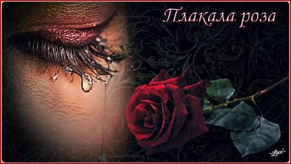 Черная роза и слеза