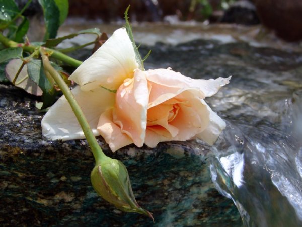 Цветок плачет