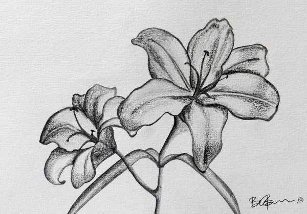 Рисунки цветов для срисовки