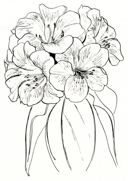 Рисунок розы для срисовки
