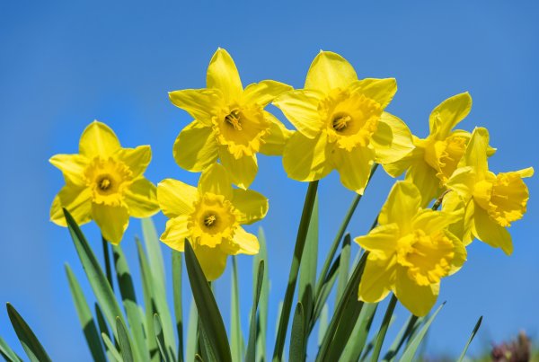 Желтые нарциссы – Yellow Daffodils