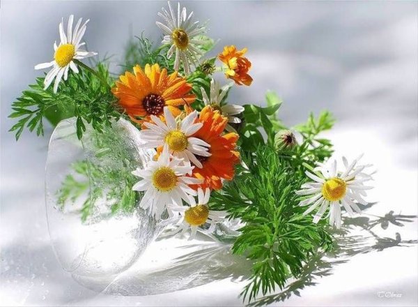 Цветы ромашки для Наташки