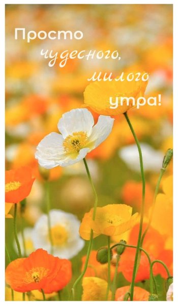 Пожелания доброго утра с ромашками