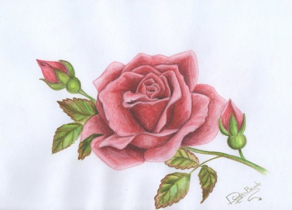 Нарисованные розы и соловей