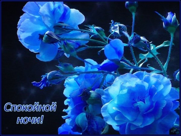 Спокойной ночи цветы
