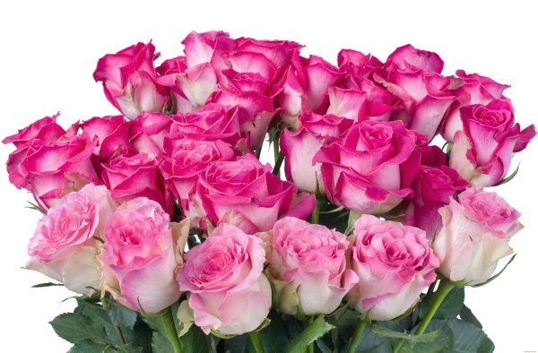 Pink irishka роза