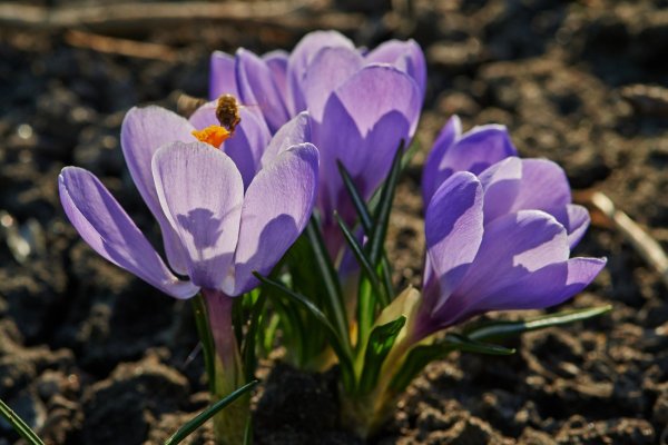 Майские первоцветы