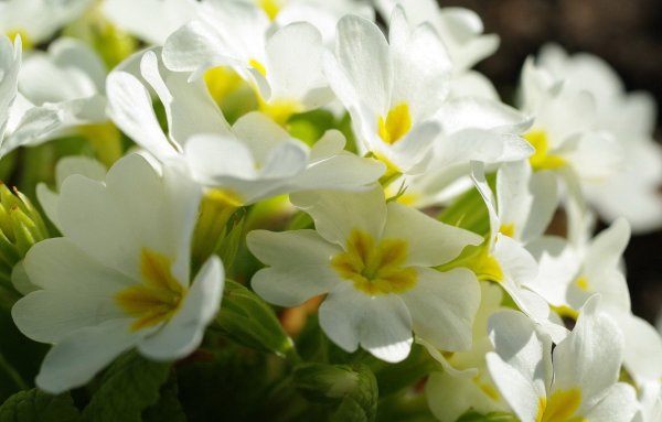 Примула Сноу Уайт