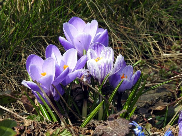Первоцветы подснежники крокусы